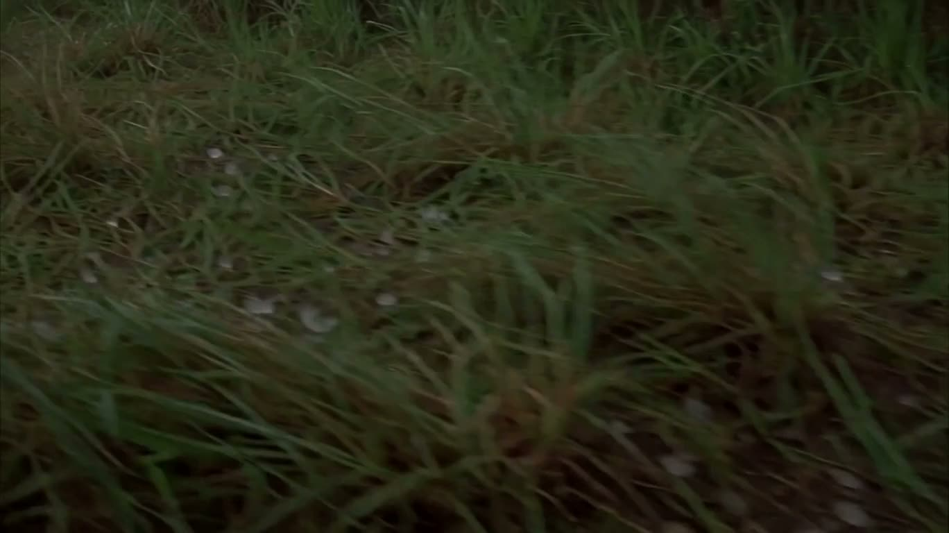 冰雹过后的草地