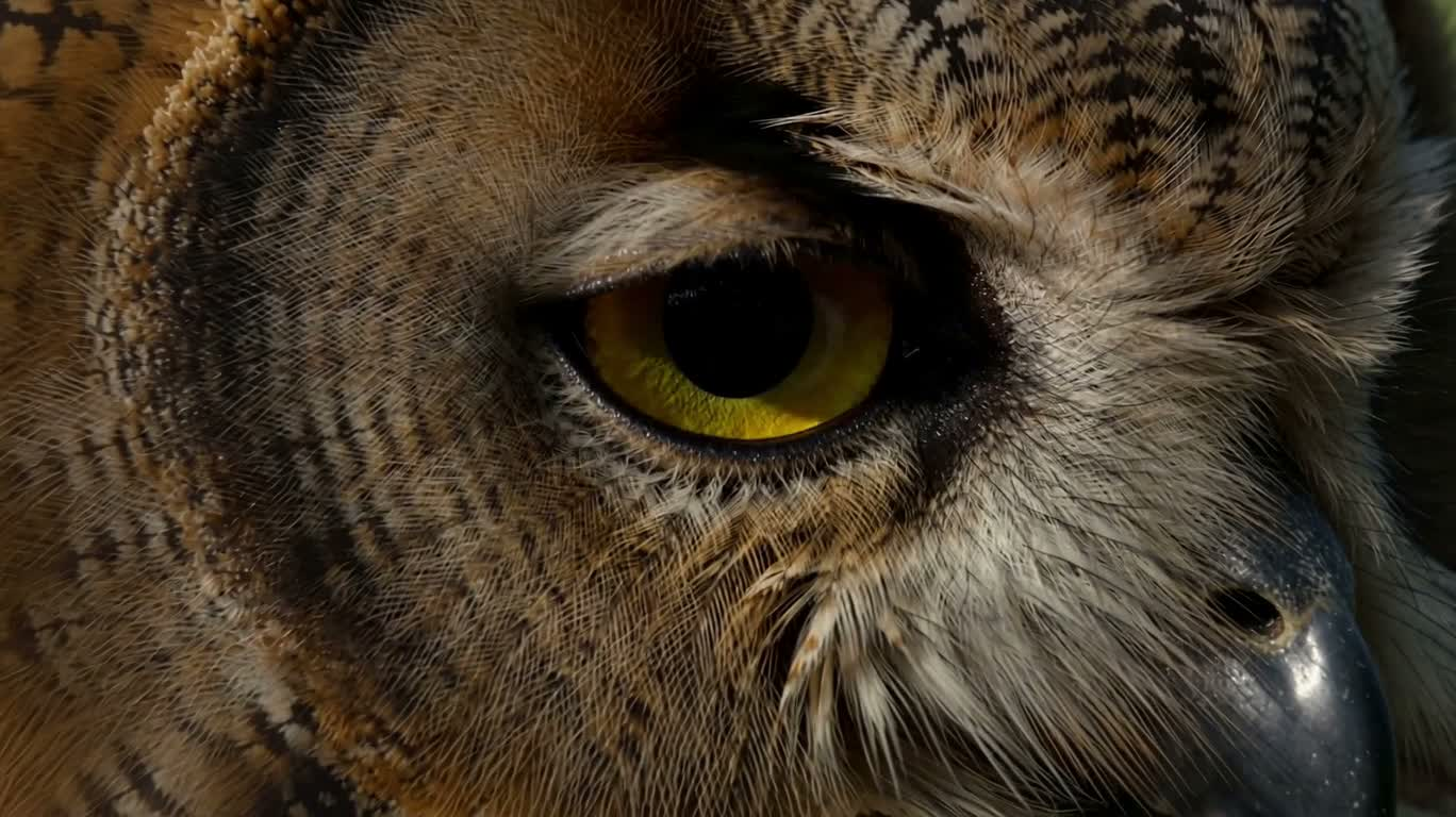 霧の中のフクロウのまなざし