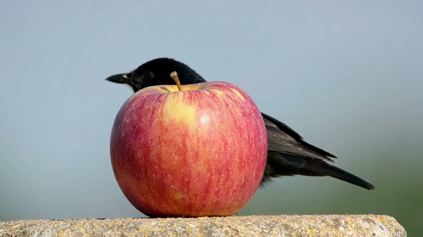 Oiseaux volant autour d'une pomme