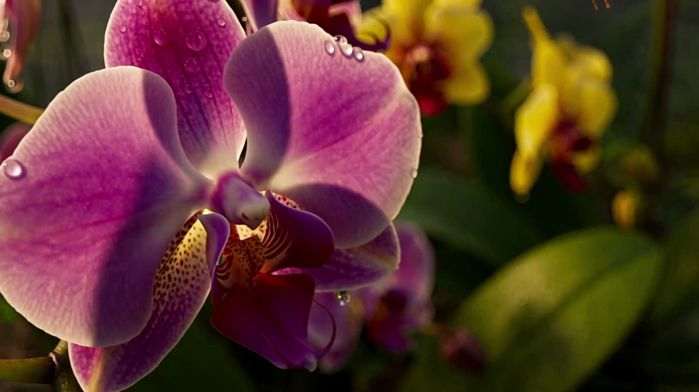 Insecte doré dans la lumière matinale brumeuse des orchidées