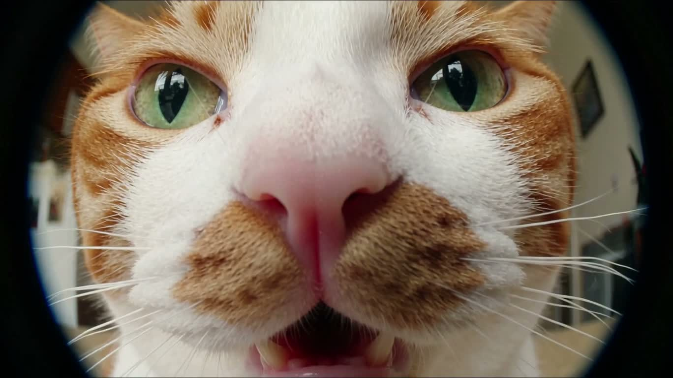 广角镜头下的顽皮猫咪特写