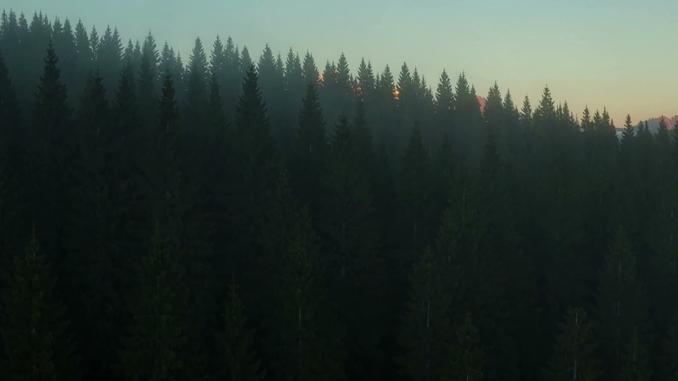 Forêt brumeuse et pics enneigés à l'aube