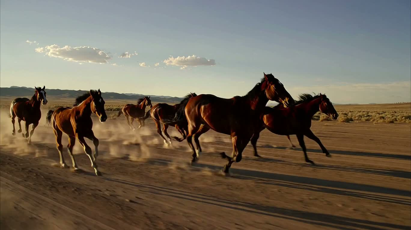荒れ地を駆ける野生の馬