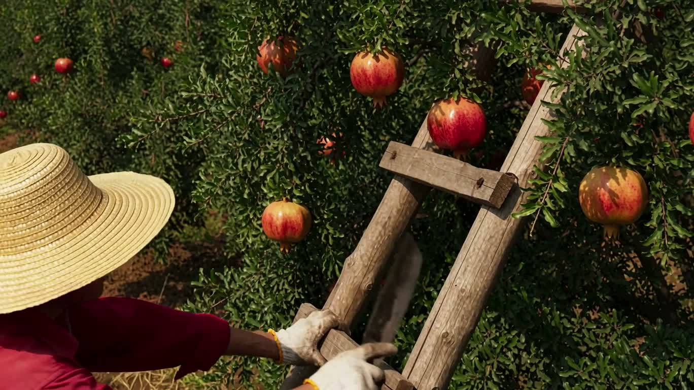 Pomegranate Orchard Harvest