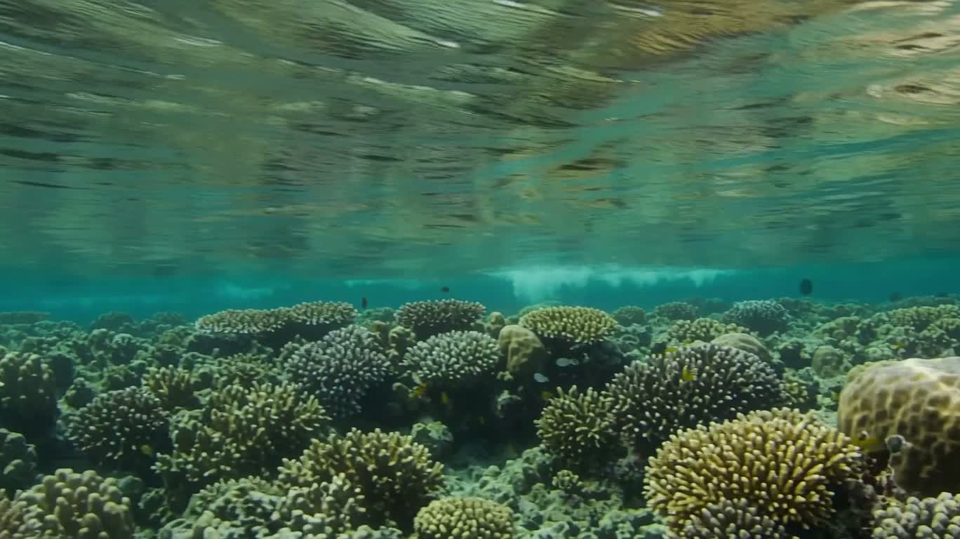 熱帯のサンゴ浅海