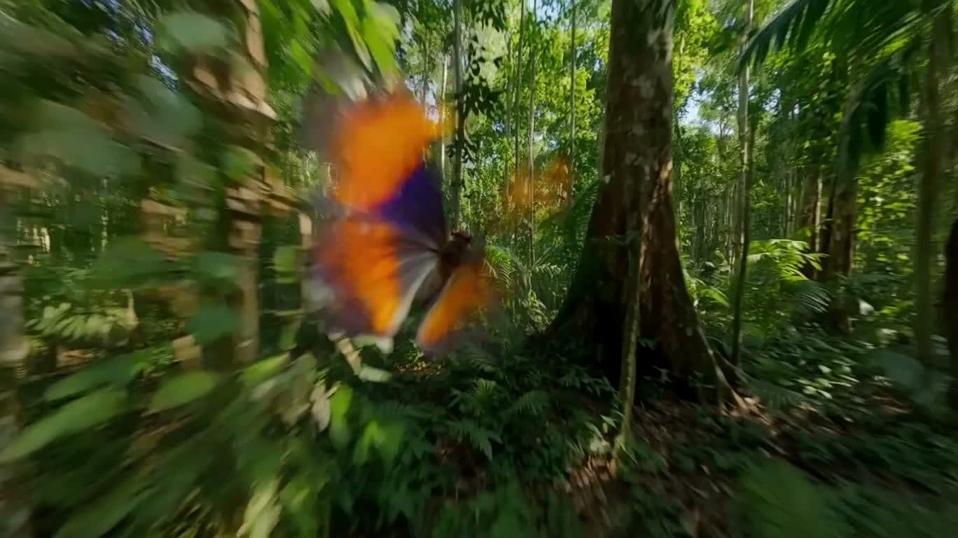 Poursuite des ombres de papillons et capture d'un instant de perroquet