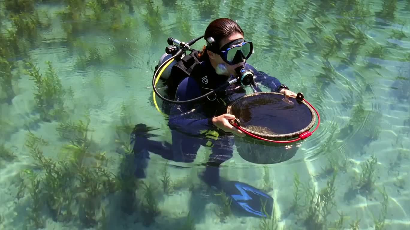 Хищник в тихой воде