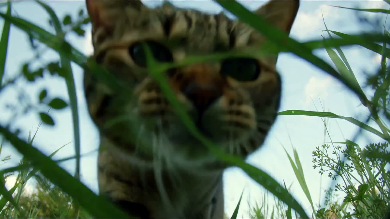 草むらで遊ぶ猫たち