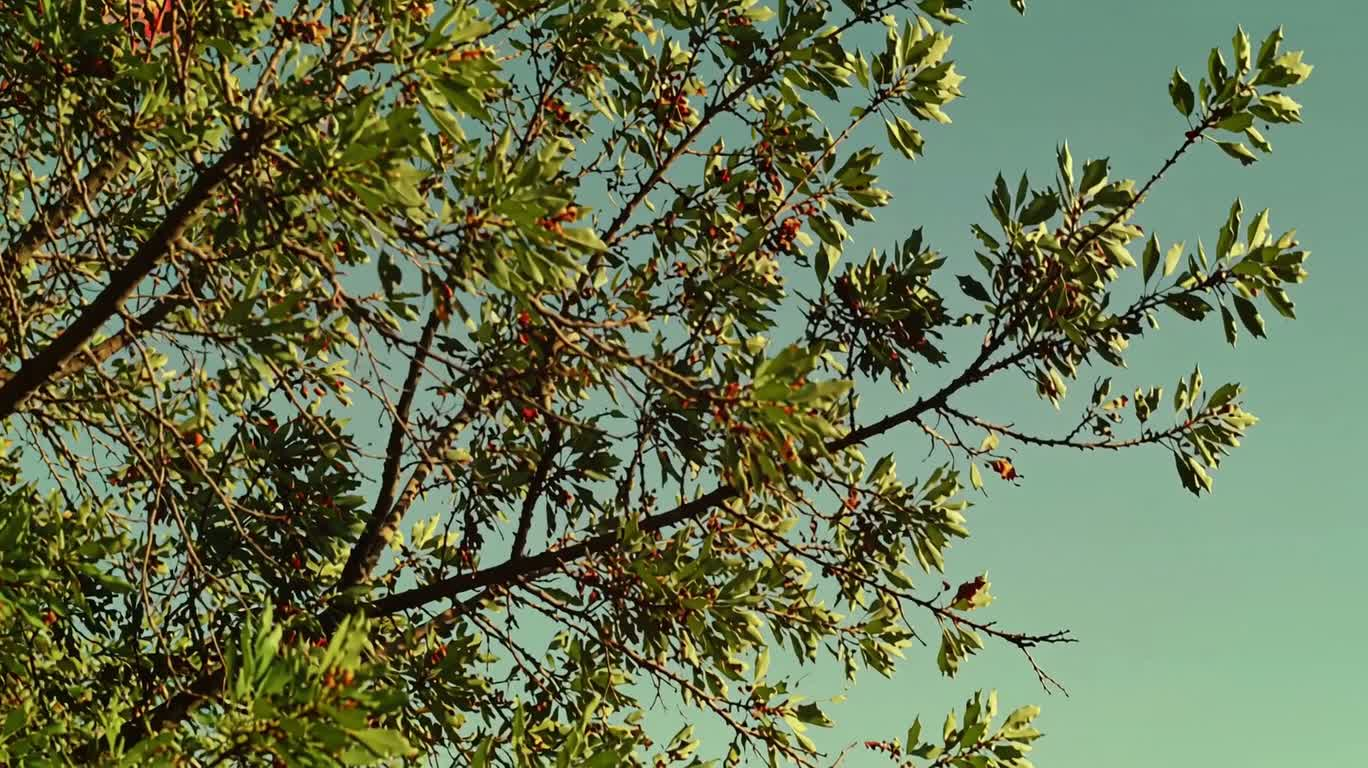 Colorful Liquid Wind Through Branches and Leaves