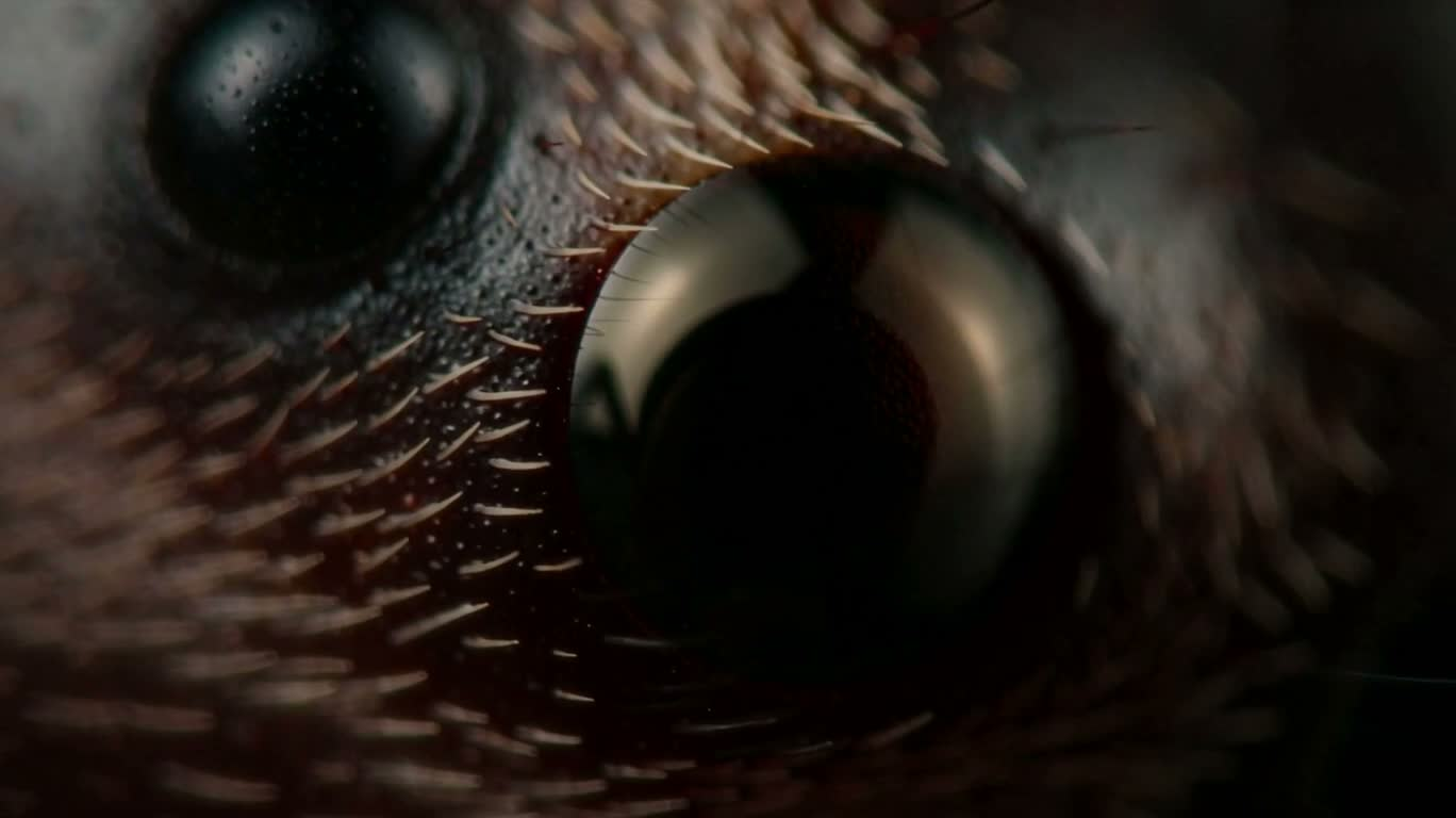 Yeux d'araignée et fils de soie
