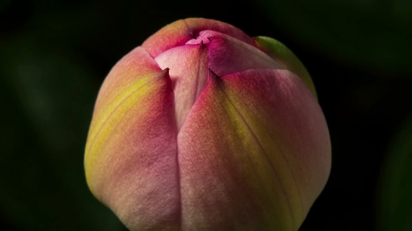 Macro Time-Lapse of Blooming Flower Buds