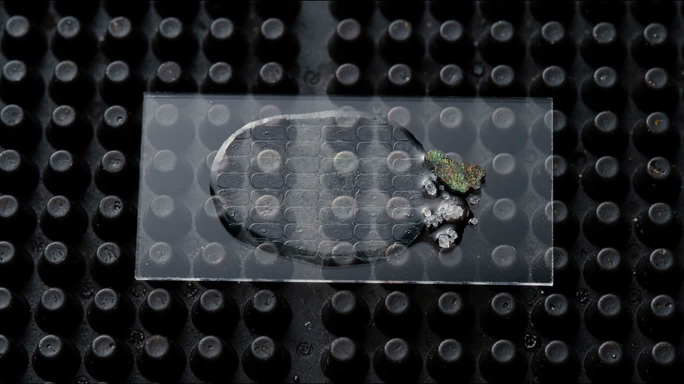 Microscopic Specimen on a Glass Slide