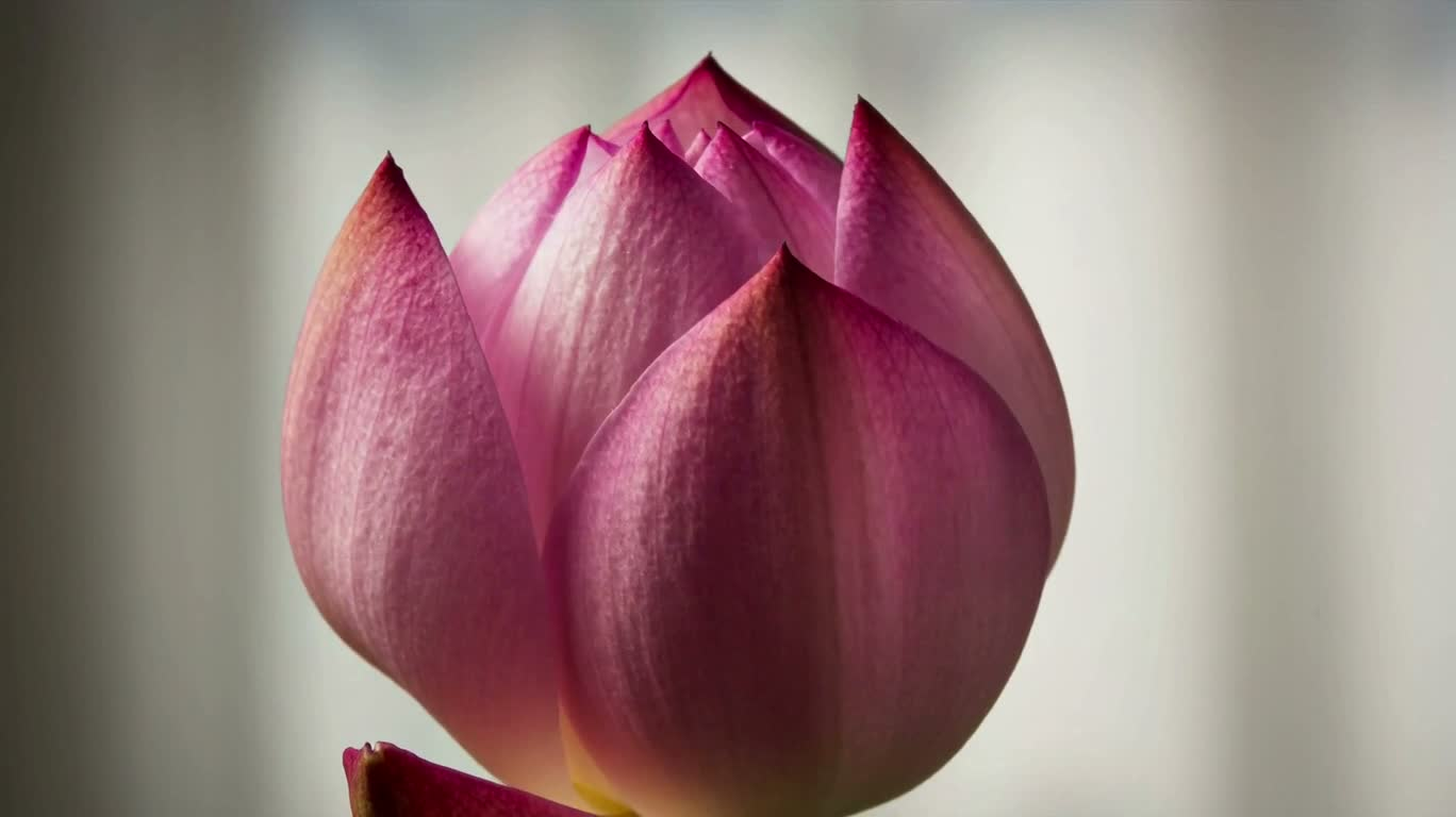 Blooming Flowers