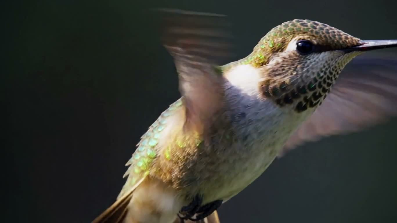 Hummingbird Wings in Microscopic Slow Motion