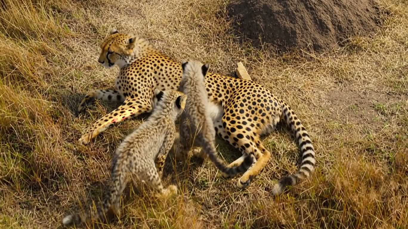 猎豹母子草原嬉戏航拍