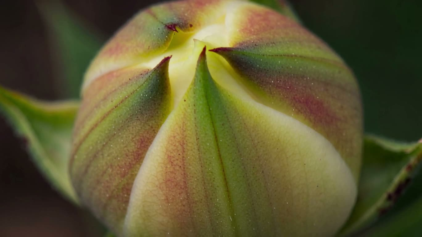 Macro Time-Lapse of Blooming Flowers