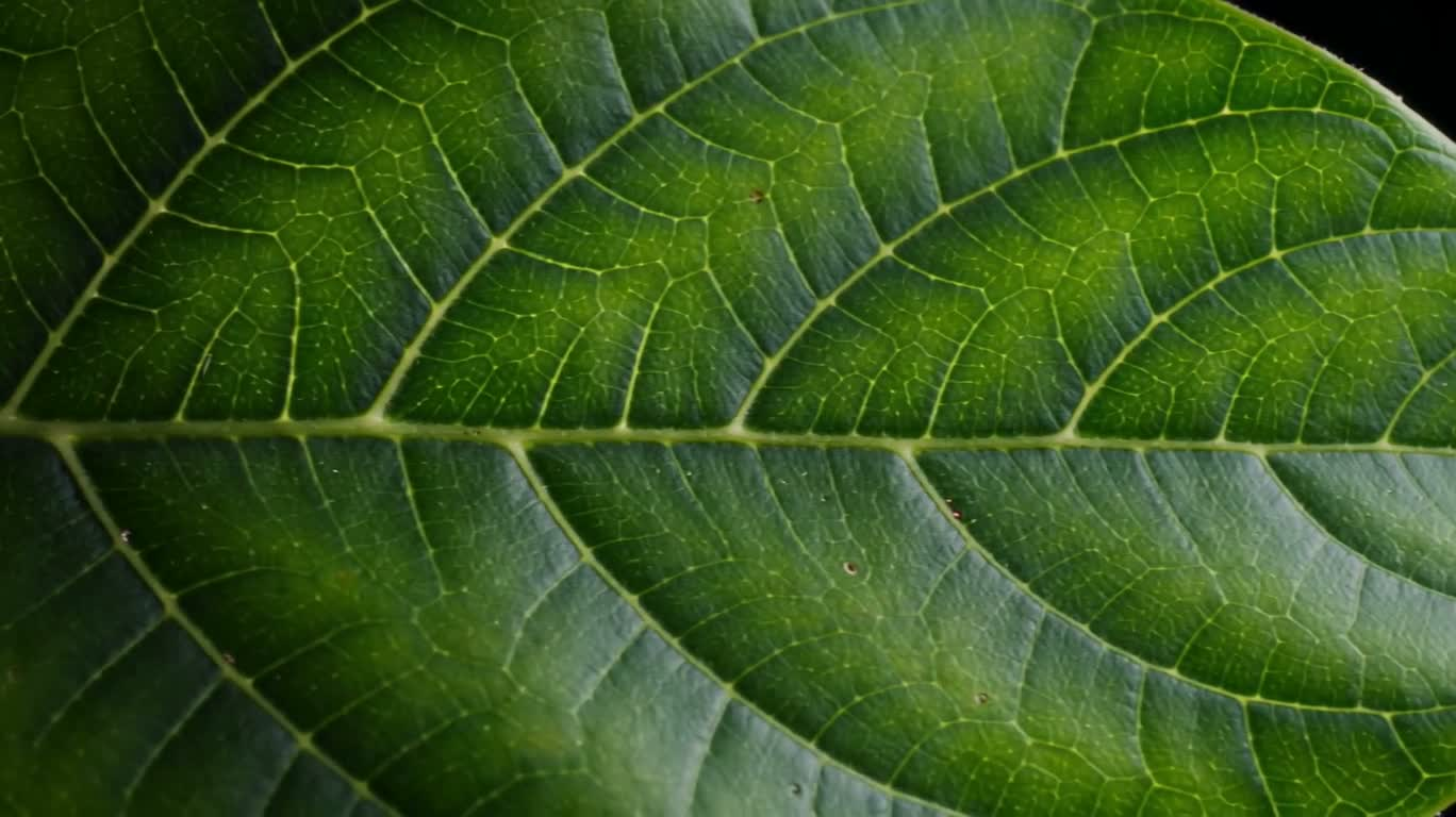 Voyage dans le microcosme des nervures