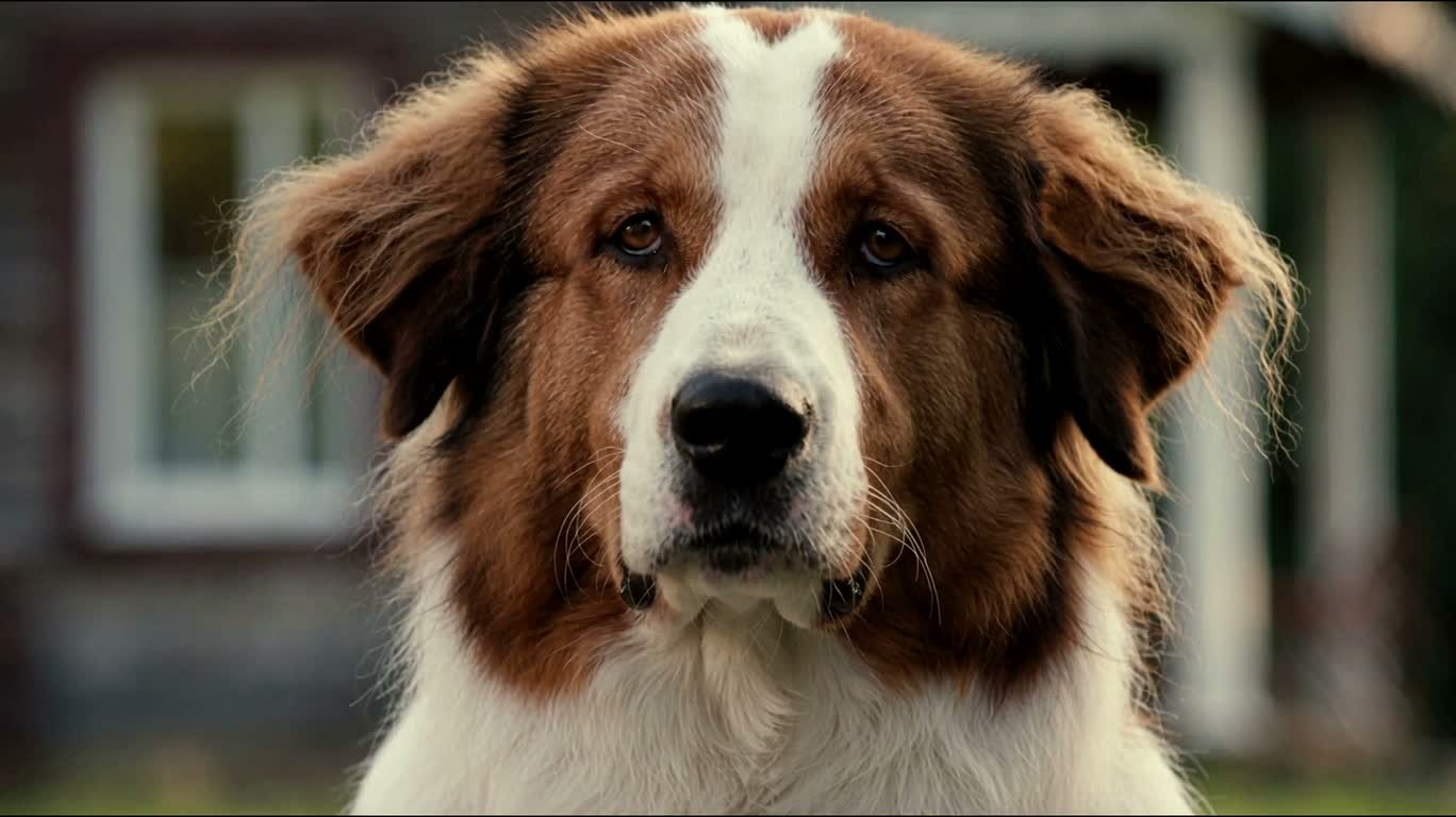 The Talking Confused Puppy — AI video creation