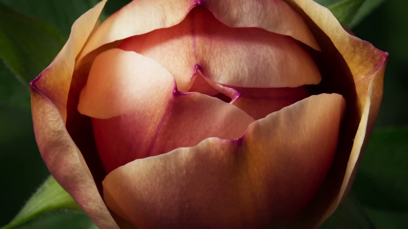 Voyage microscopique au cœur de la fleur