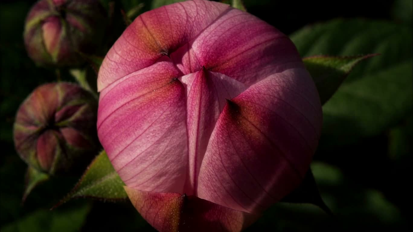 Microscopic Moments of Blooming