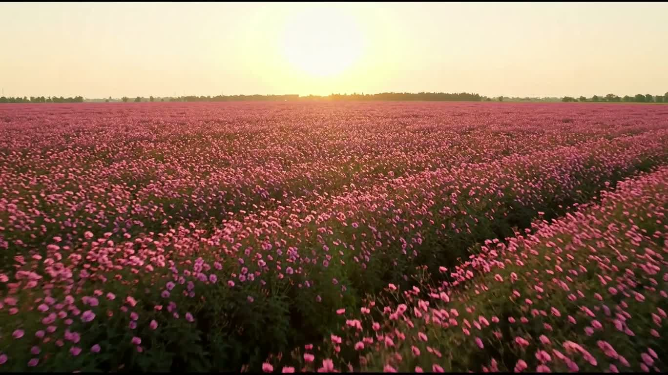분홍 꽃바다의 산들바람