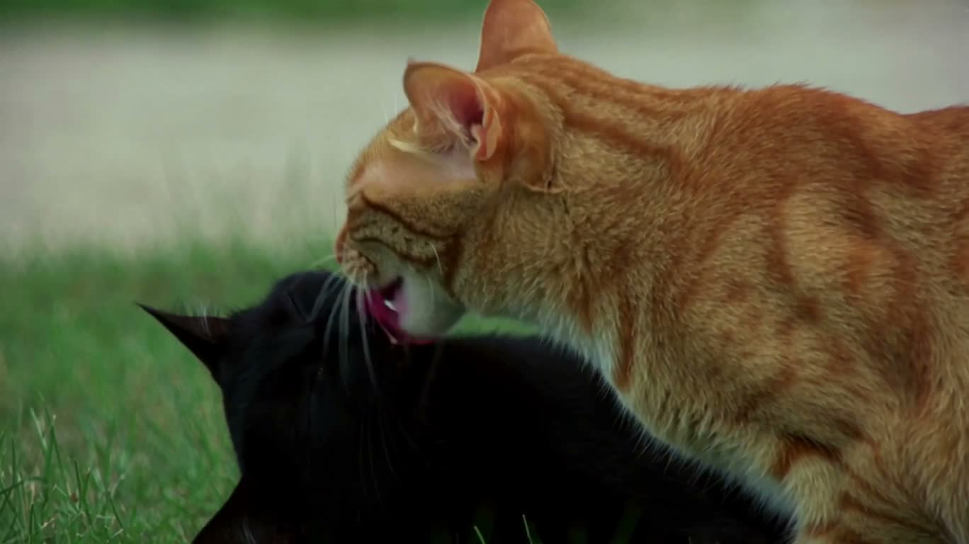 橘猫与黑猫的梦幻舔舐 — AI video creation