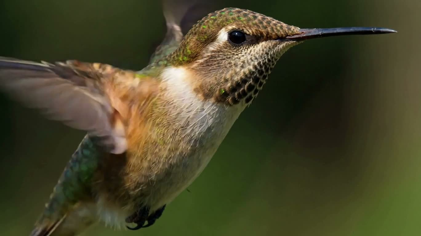 Hummingbird Hovering