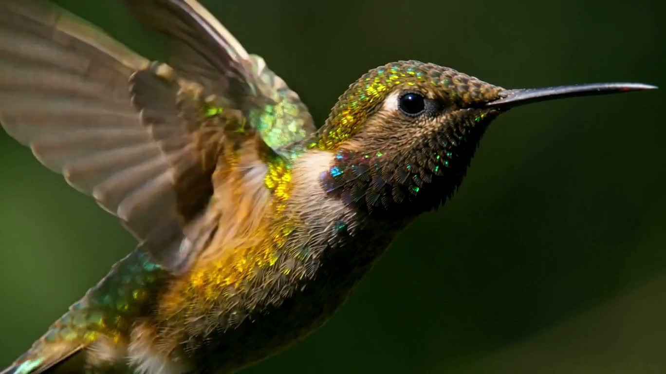 Hummingbird's Wings in a Microscopic Moment