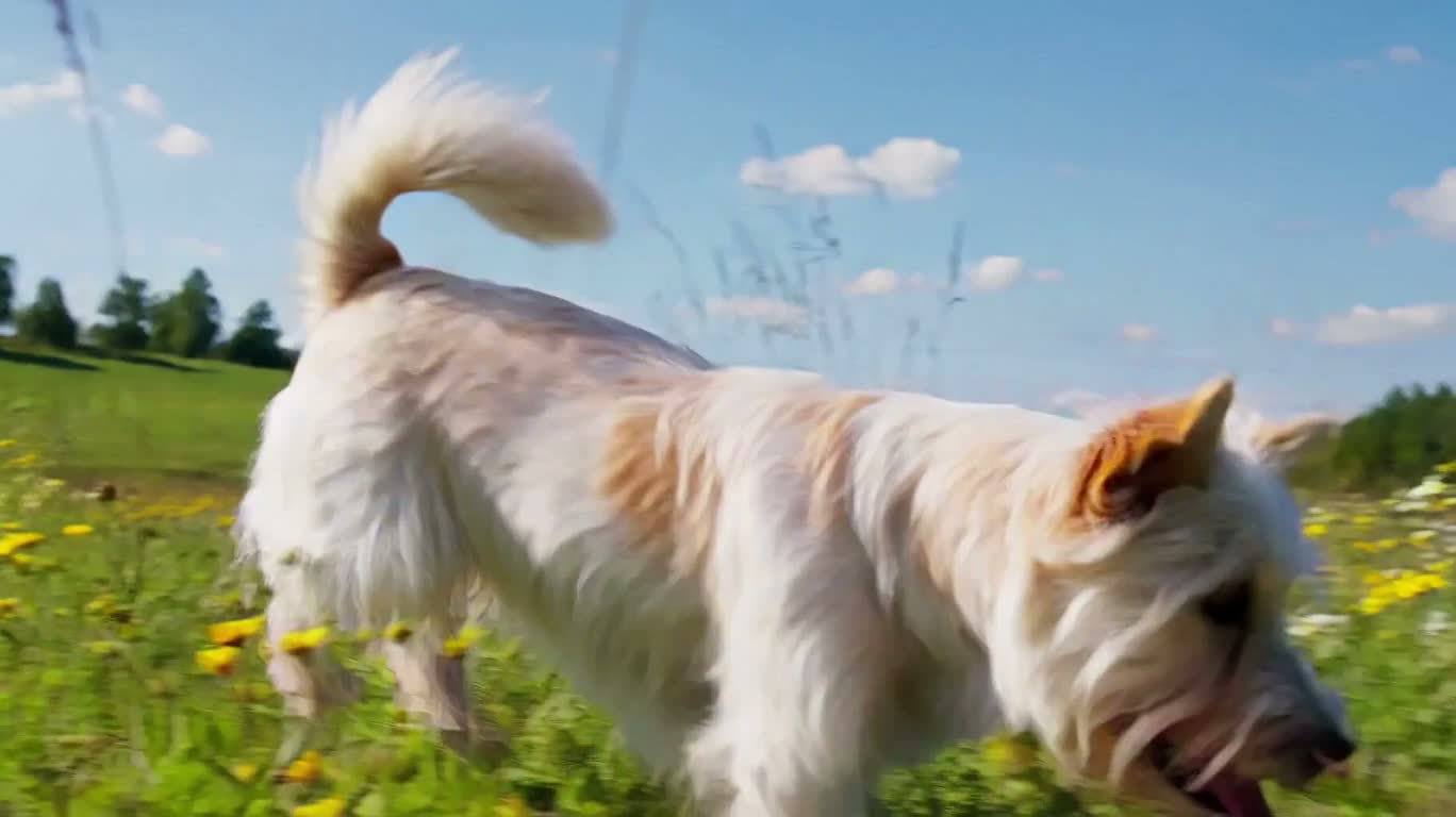 Chien blanc poursuivant des papillons dans une prairie fleurie