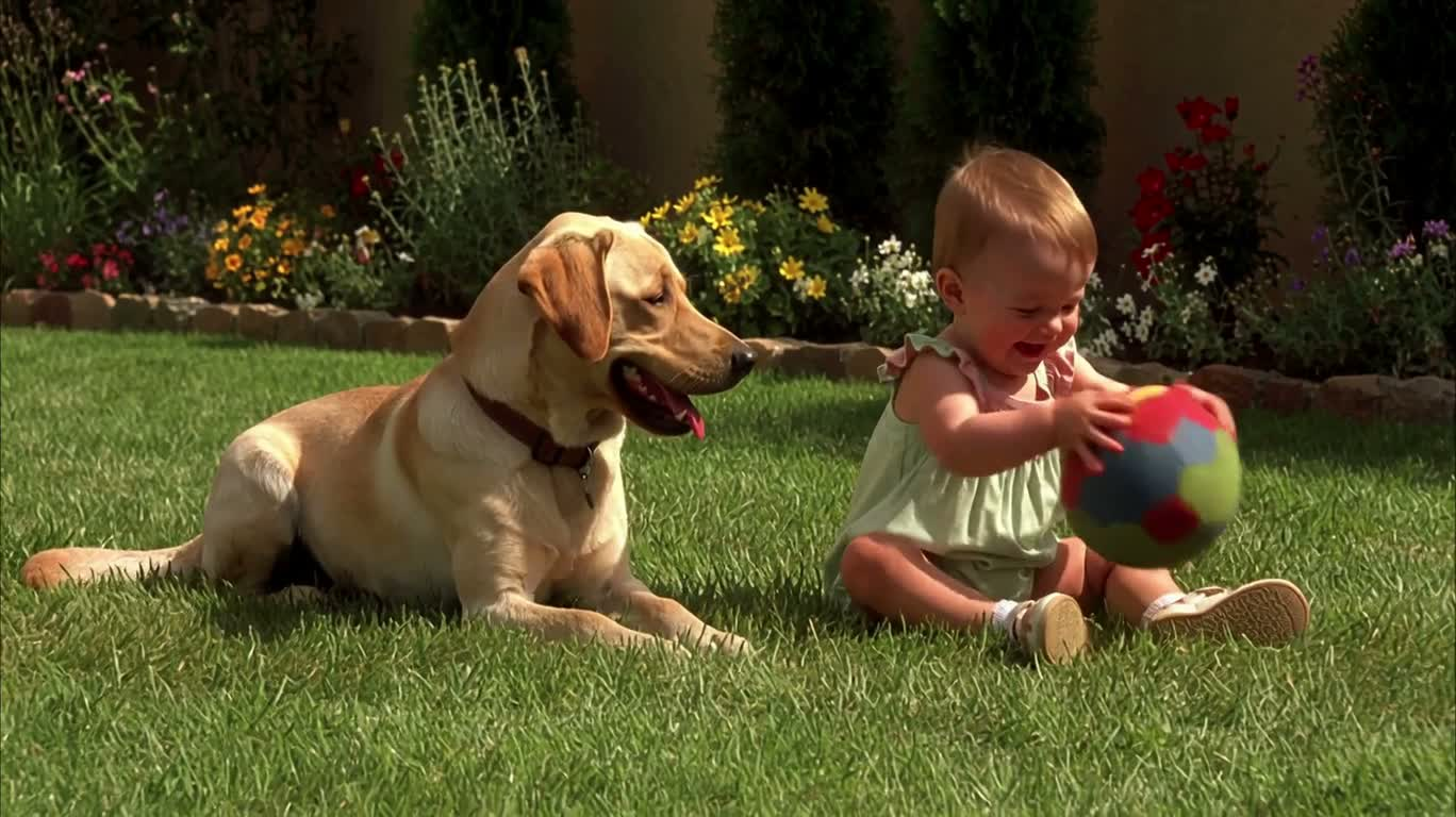 Tout-petit et golden retriever sur une pelouse ensoleillée