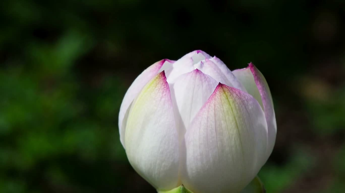 Moment of Blooming