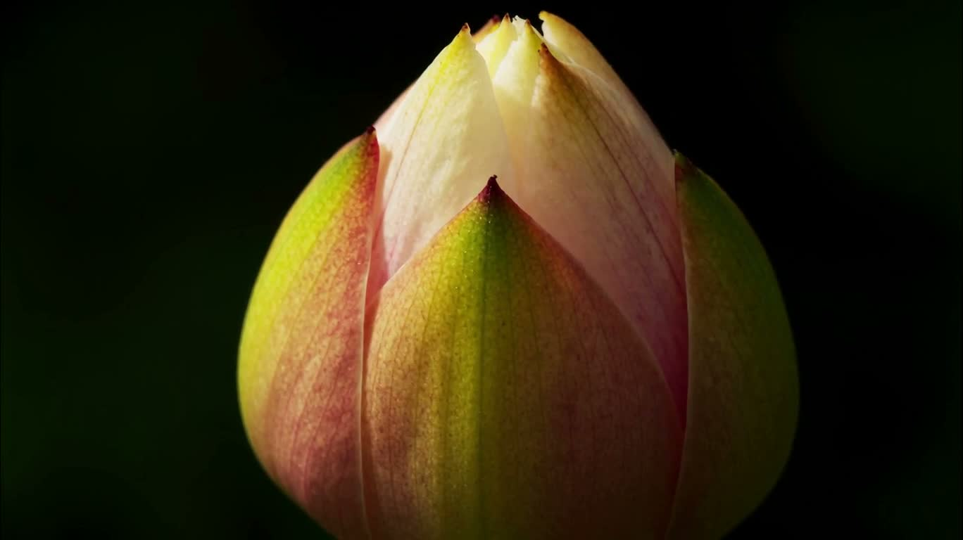 花朵绽放微距延时