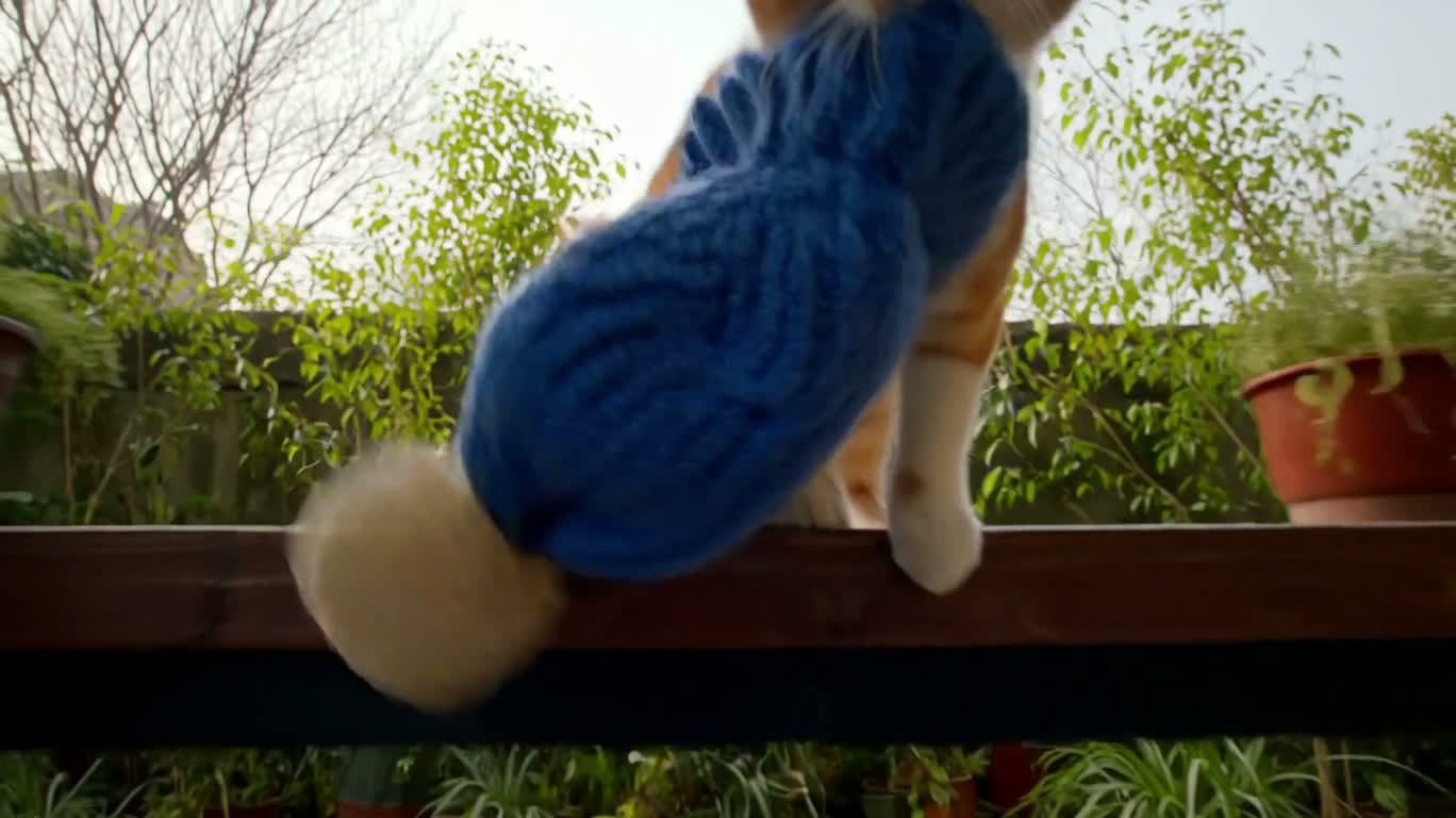 小猫偷帽与双重惊喜