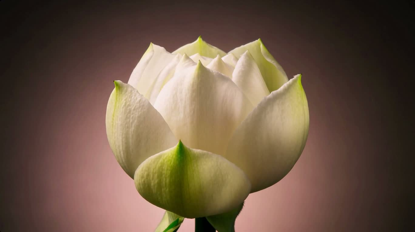 花朵绽放微距延时