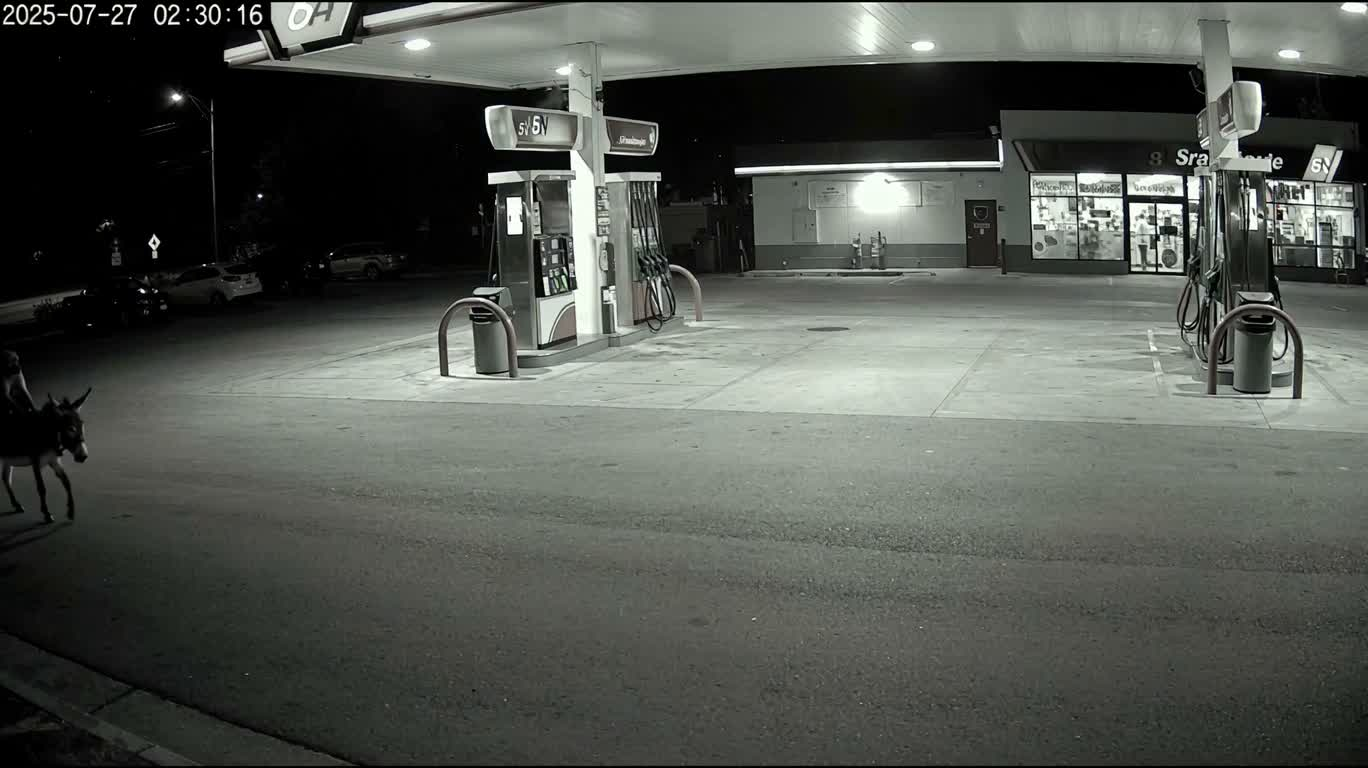 夜間ガソリンスタンドのロバに乗ったヒヒの監視映像