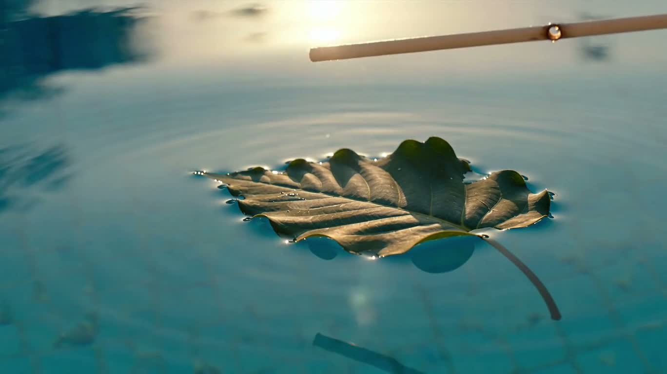 Feuilles dansant sur l'eau dorée — AI video creation