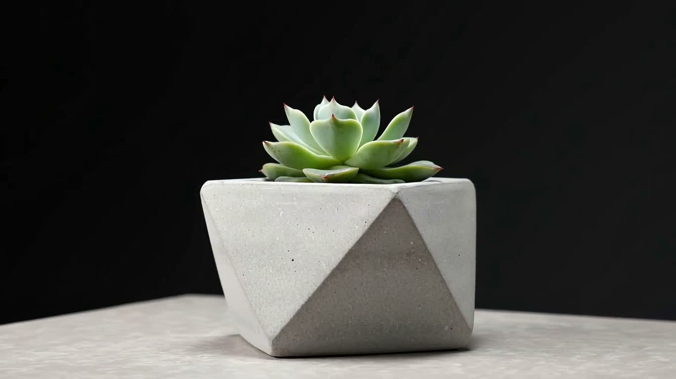 幾何学模様のコンクリート鉢に静かな多肉植物