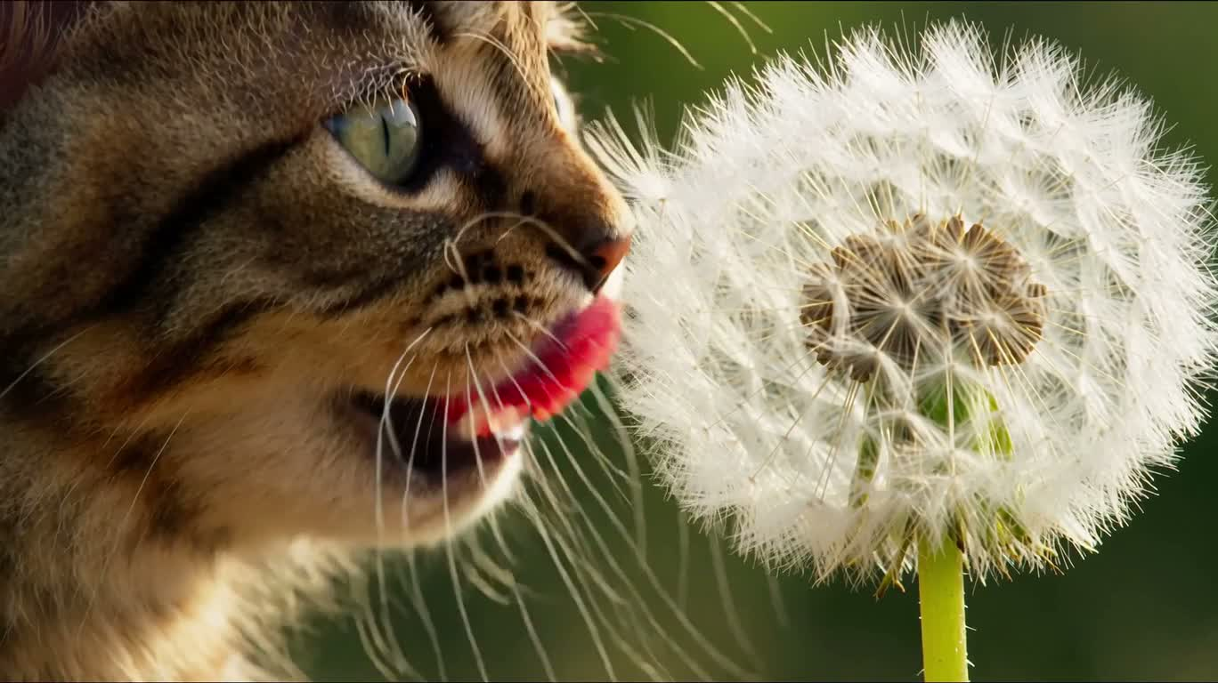 小猫品尝白色蒲公英绒球
