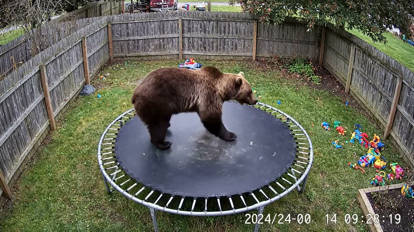 Бурый медведь на батуте во дворе