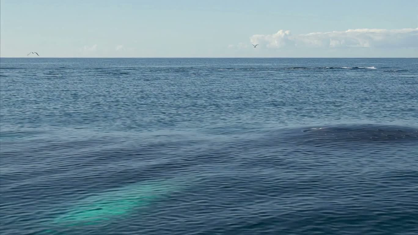 鲸鱼浮出海面