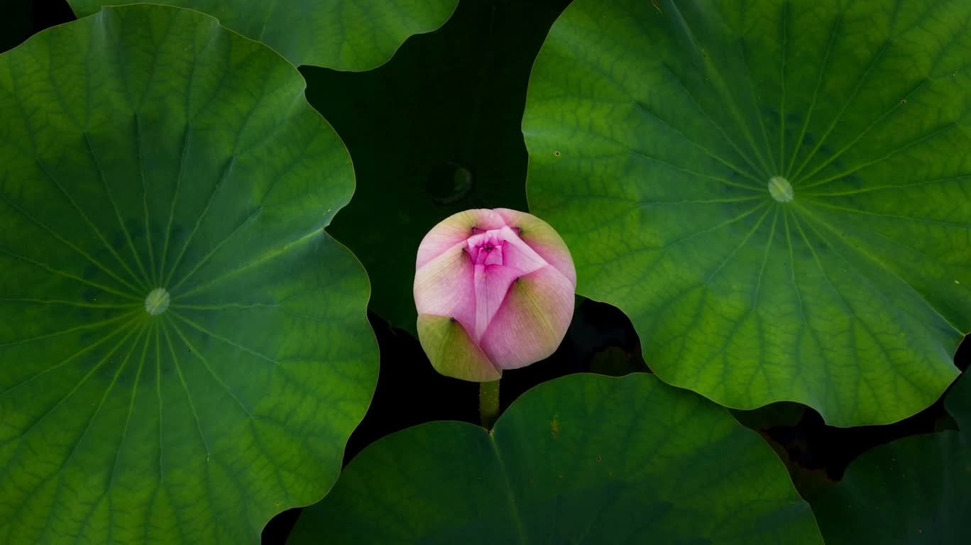 蓮の花咲く空中のまなざし
