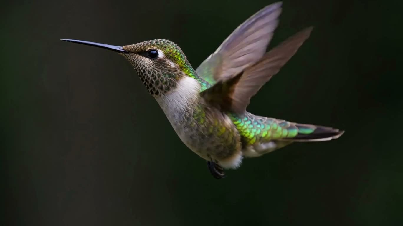 Hummingbird Hovering