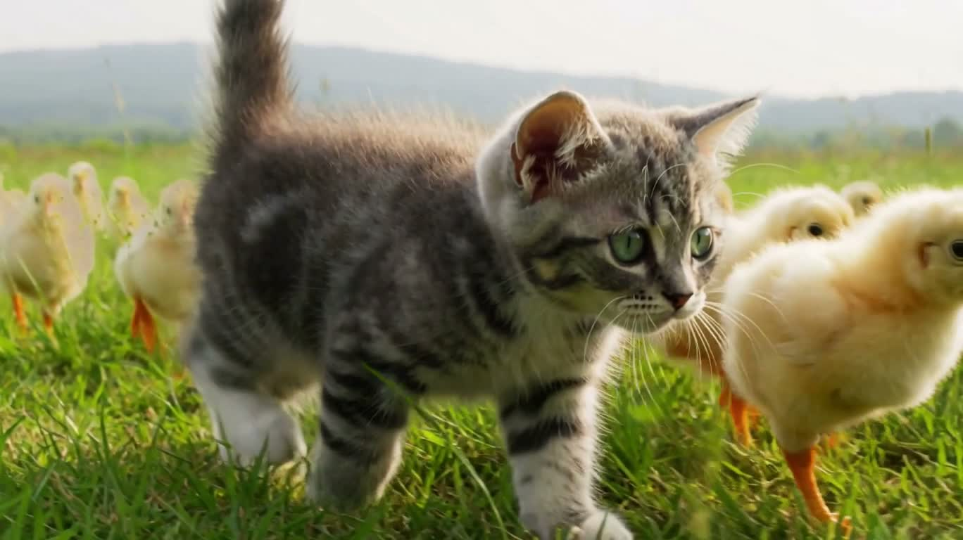 晨光草甸中的小猫与小鸡