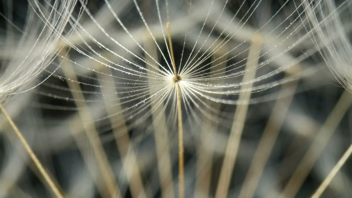 Apparition macro d'une aigrette de pissenlit