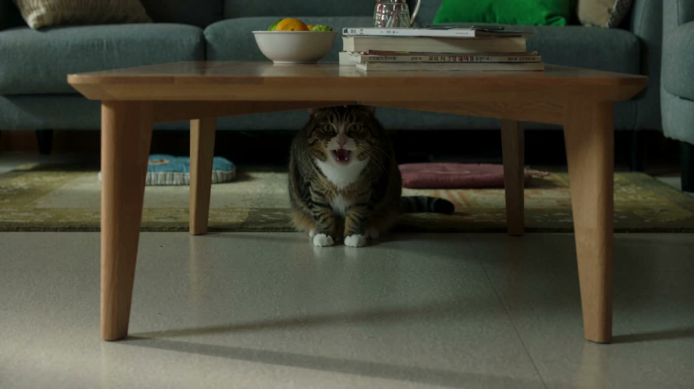 猫咪从桌下跑到桌前 — AI video creation