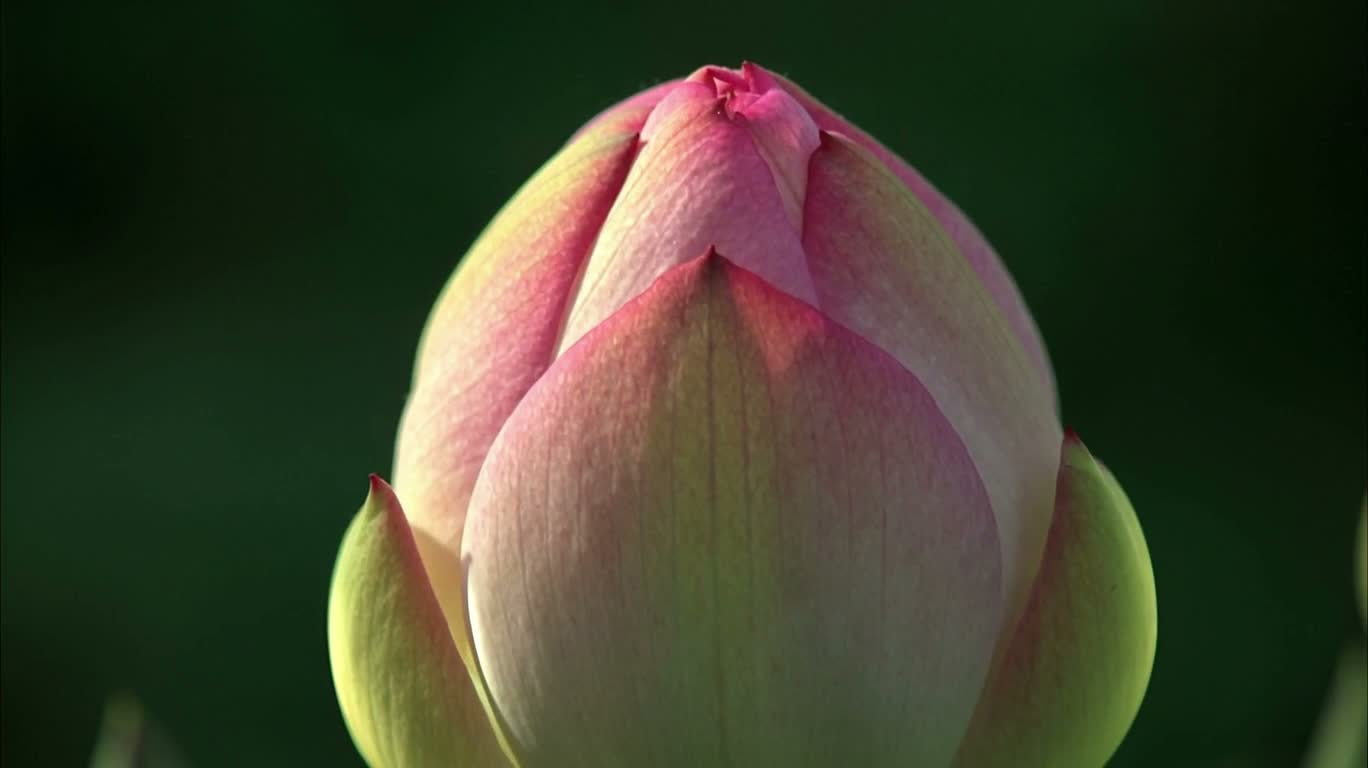 Budding Blossoms