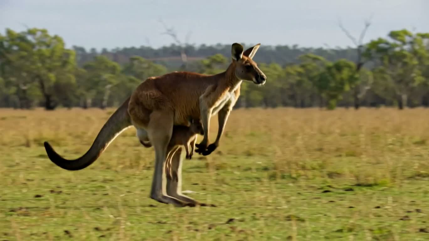 野原で餌を探すカンガルー