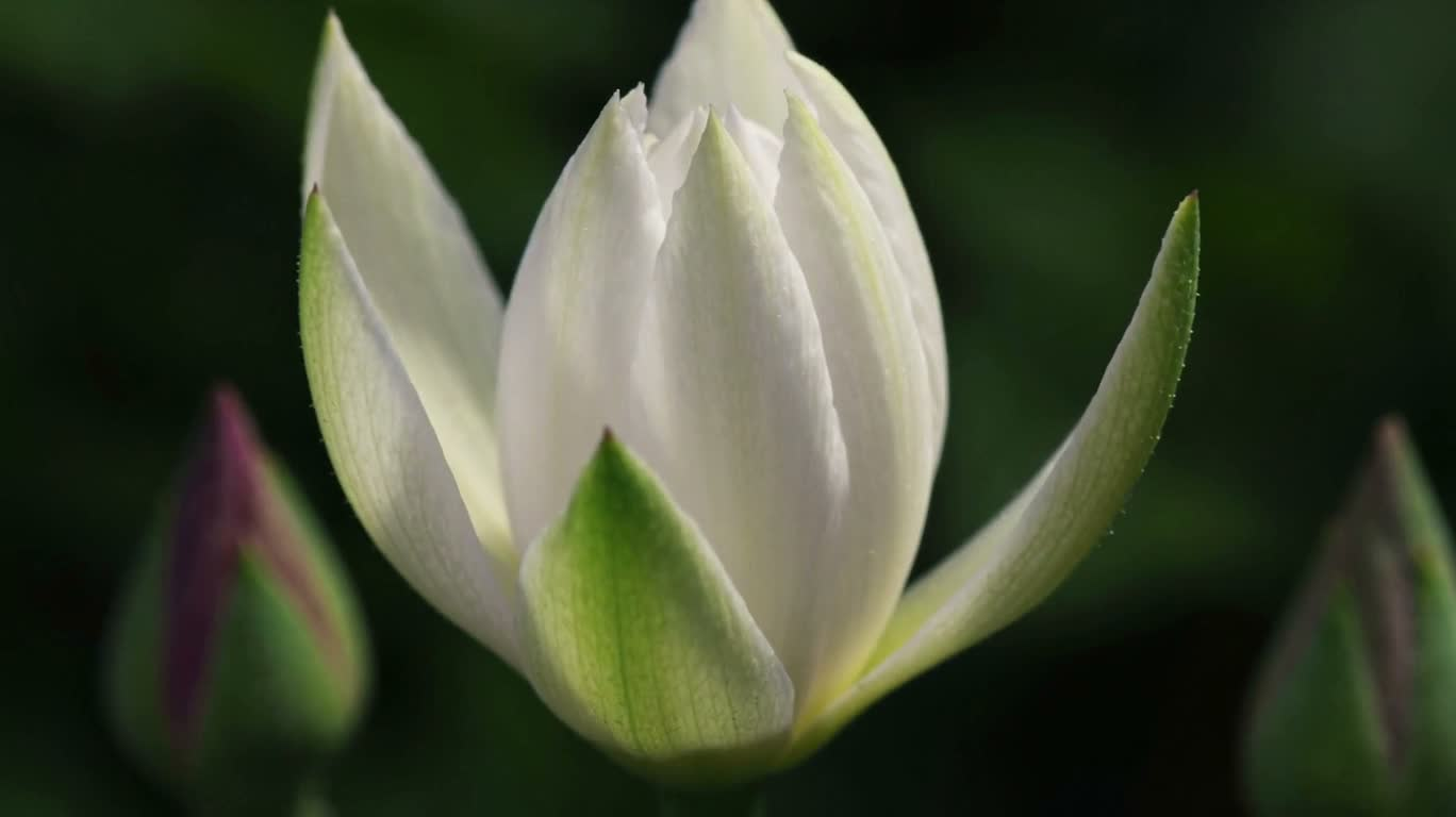 花朵绽放微距延时