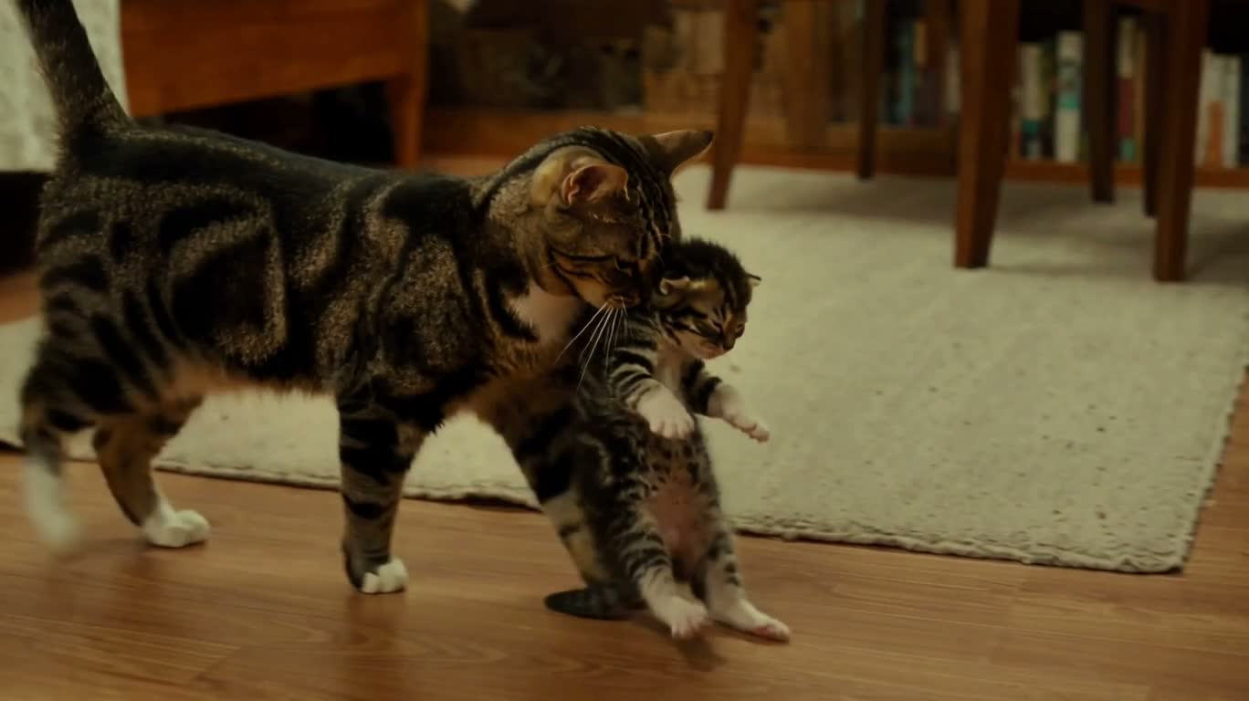 猫妈妈与幼崽的温柔归巢