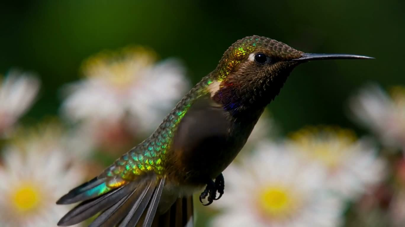 Hummingbird Wings in Macro Close-Up
